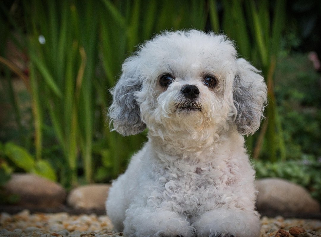 Jogamesole Special Settings by Javaobjects