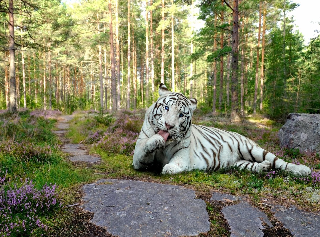 Deeper Meanings and Symbolism